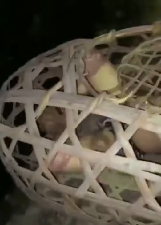 男人偷情  放到猪笼了